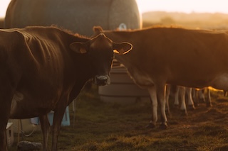 Les Vaches aux 4 Vents
